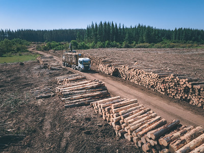 Scania crece como socio estratégico del segmento forestal